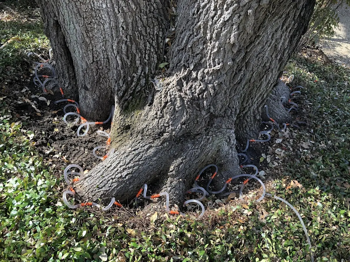 Detailed Tree Cabling and Bracing job site in Okeana